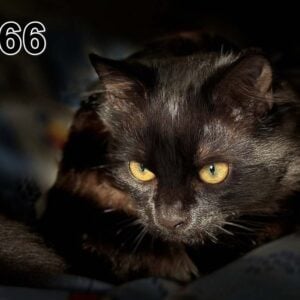 Akustisk billede - tynd 100x50x2-4cm, også med eget foto - 66