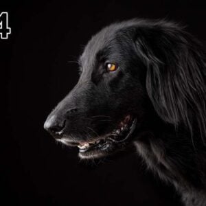 Akustisk billede - tynd 100x50x2-4cm, også med eget foto - 24